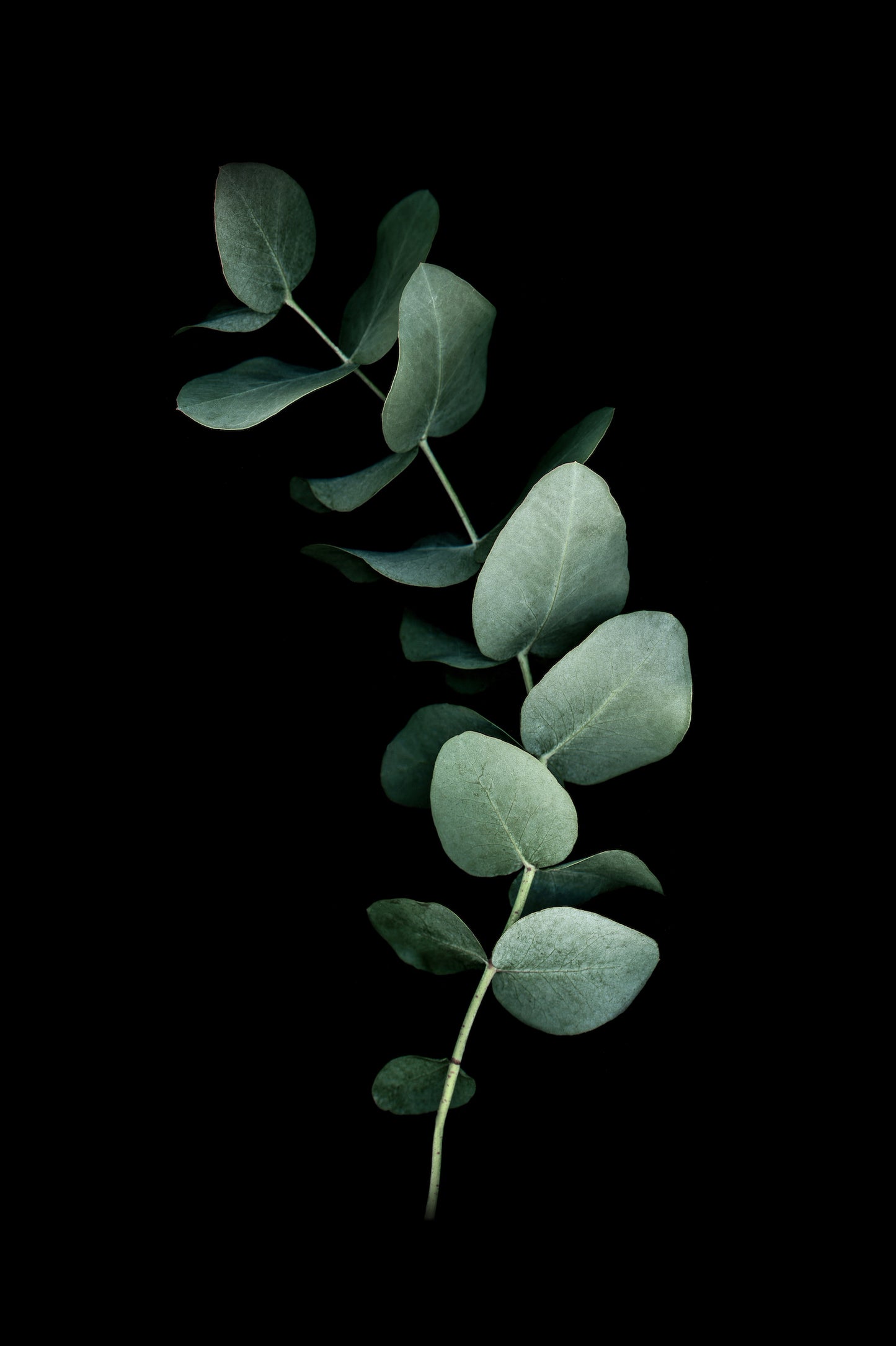 Eucalyptus SERIES 1