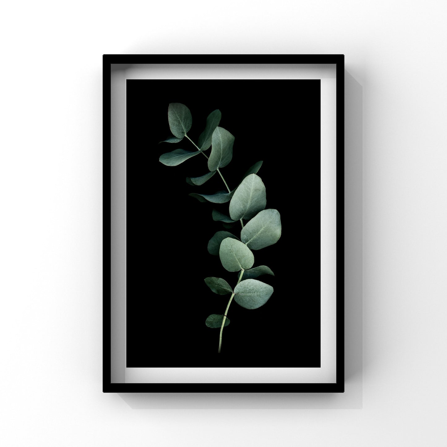 Eucalyptus SERIES 1