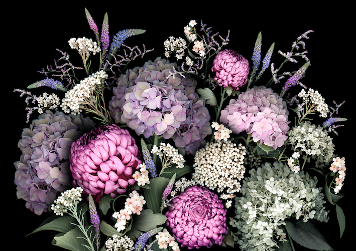 Hydrangea